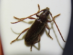 Anelaphus moestus