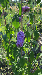 Buddleja davidii