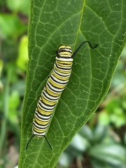 Danaus plexippus