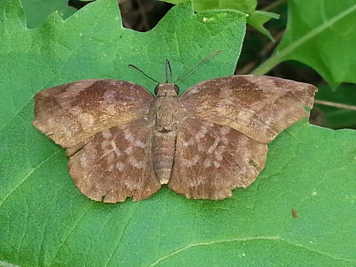 Sickle-winged Skipper