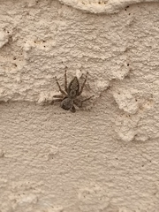 Platycryptus undatus