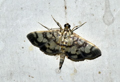 Lygropia distorta