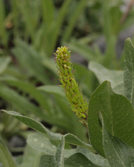 Salix commutata