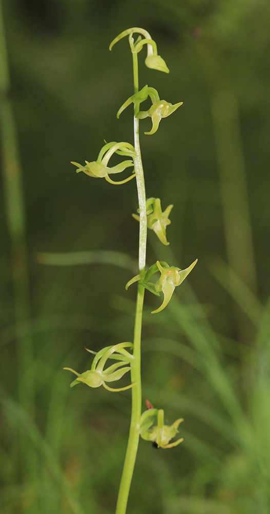 Platanthera × inouei
