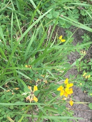 Lotus corniculatus