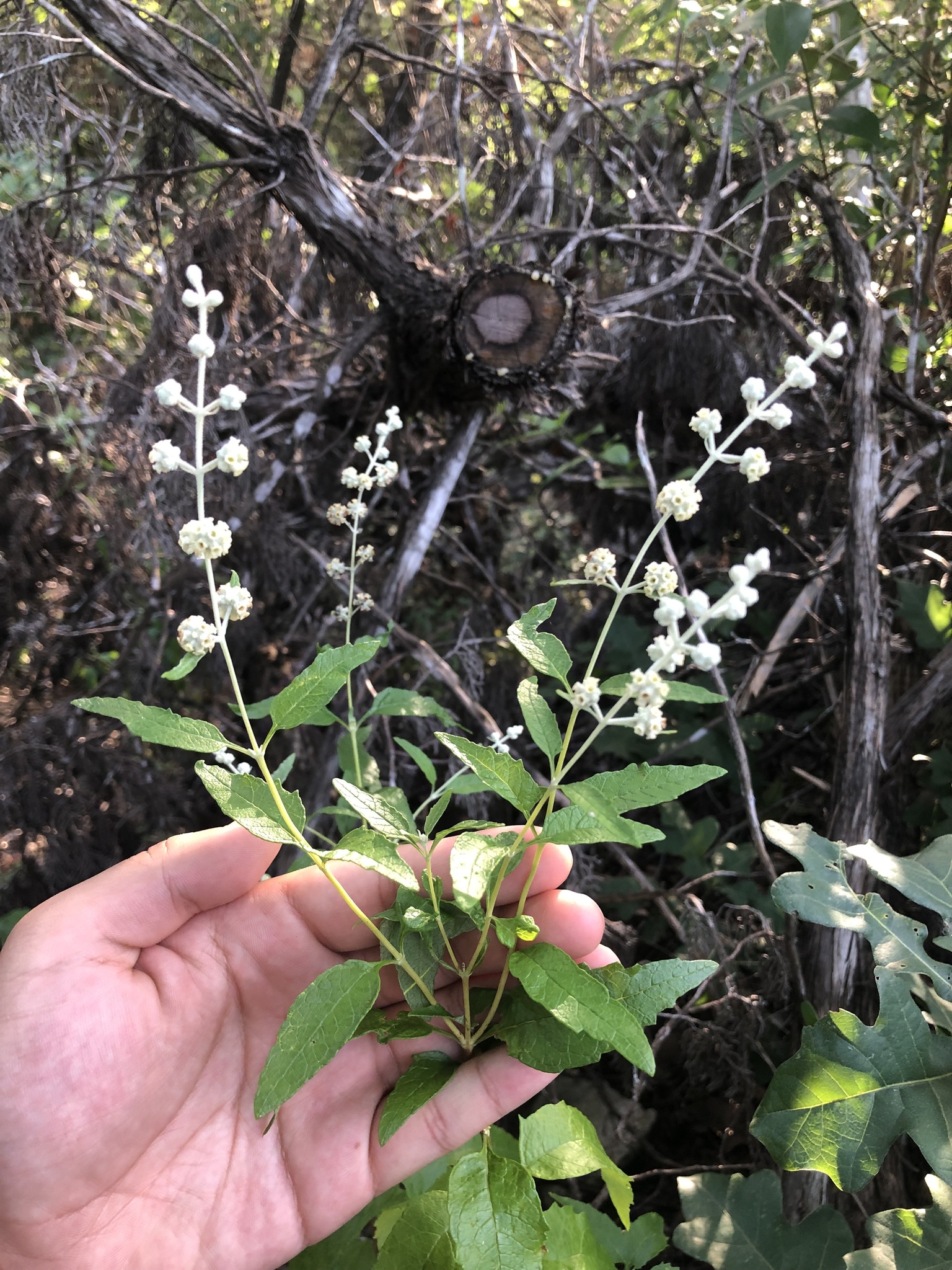 Buddleja racemosa