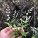 Buddleja racemosa - Photo (c) Hillary Xu, algunos derechos reservados (CC BY-NC), subido por Hillary Xu