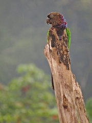 Deroptyus accipitrinus