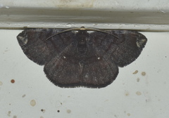 Astygisa albopunctata