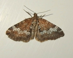 Perizoma alchemillata