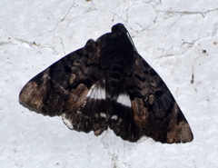 Catephia linteola