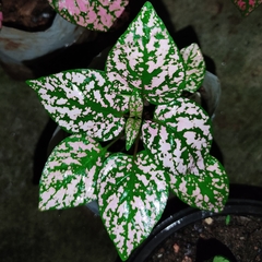Hypoestes