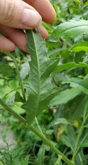 Cirsium