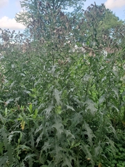 Cirsium