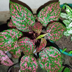 Hypoestes