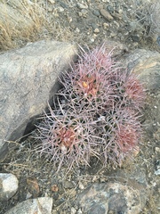 Homalocephala polycephala