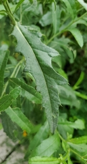 Cirsium