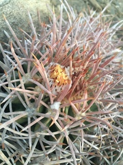 Homalocephala polycephala