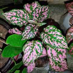 Hypoestes