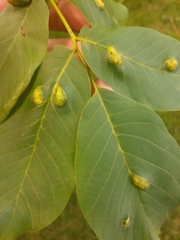 Aceria erinea