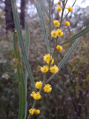 Acacia stricta
