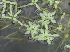 Callitriche hamulata