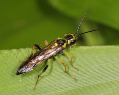 Tenthredo verticalis