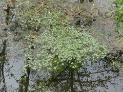Callitriche hamulata
