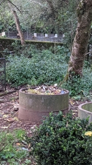 Montecincla fairbanki