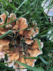 Abortiporus biennis