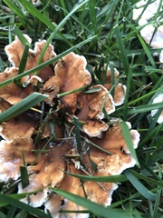 Abortiporus biennis