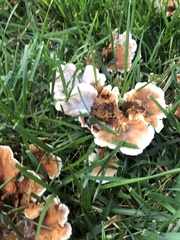 Abortiporus biennis