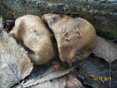 Fungi