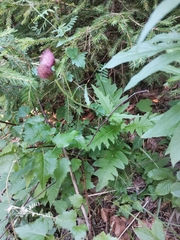 Cirsium × linkianum