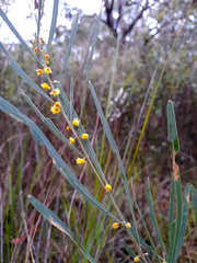 Acacia stricta