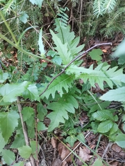 Cirsium × linkianum