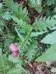 Cirsium × linkianum