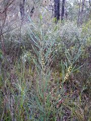 Acacia stricta