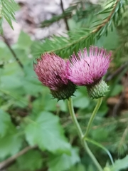 Cirsium × linkianum