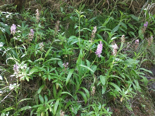 Dactylorhiza image