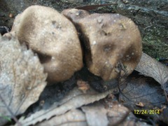 Fungi