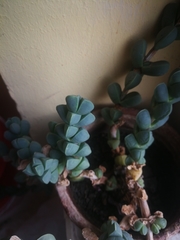 Corpuscularia