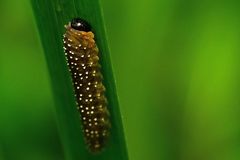 Rhadinoceraea micans