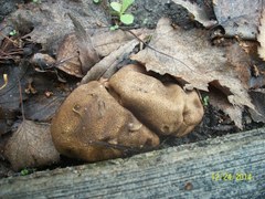 Fungi