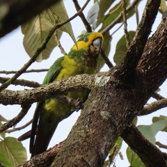 Ognorhynchus icterotis