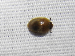 Amphicrossus ciliatus