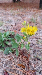 Chrysopsis gossypina