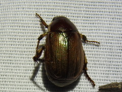 Callistethus marginatus