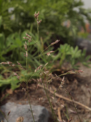 Poa stenantha