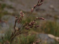 Poa stenantha